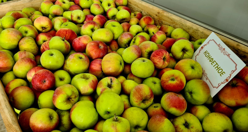 Рекордный урожай яблок собрали в Тамбовской области