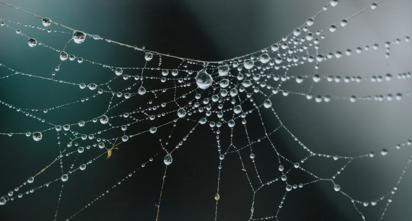 Выучите как азбуку — 3 правила, и пауки в дом больше носа не сунут: не придется сметать белые нити по углам