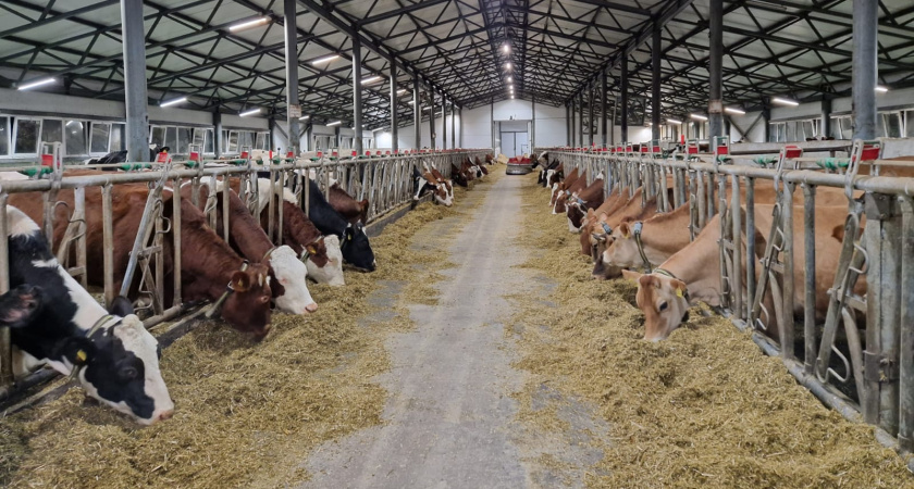 Тамбовские аграрии полностью сформировали запас кормов на зиму