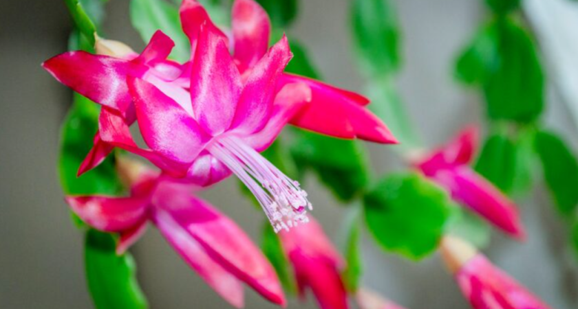 Декабрист размножится как кролик: 3 безотказных способа вырастить новый цветок уже через месяц