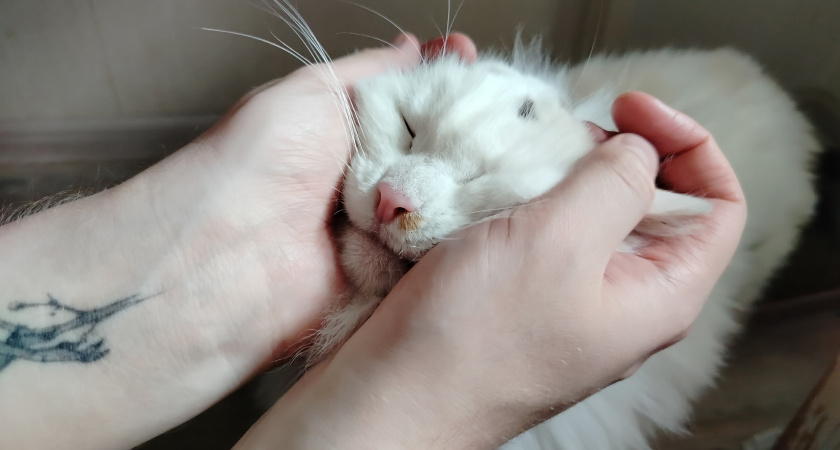 Не 1 и не 3 раза: как часто кормить кошку, чтобы она была довольна и здорова