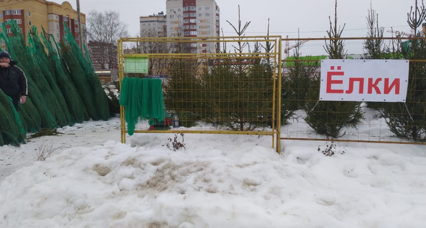 Простоит свежей до февраля: как подготовить новогоднюю елку, чтобы хвоя не осыпалась и не пожелтела