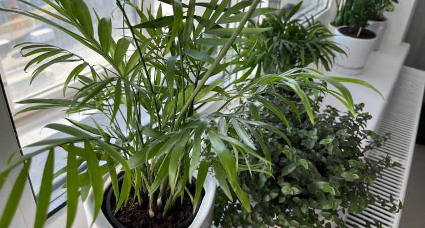Эти комнатные растения заводят не для красоты: ученые назвали 5 "зеленых целителей", которые на самом деле лечат