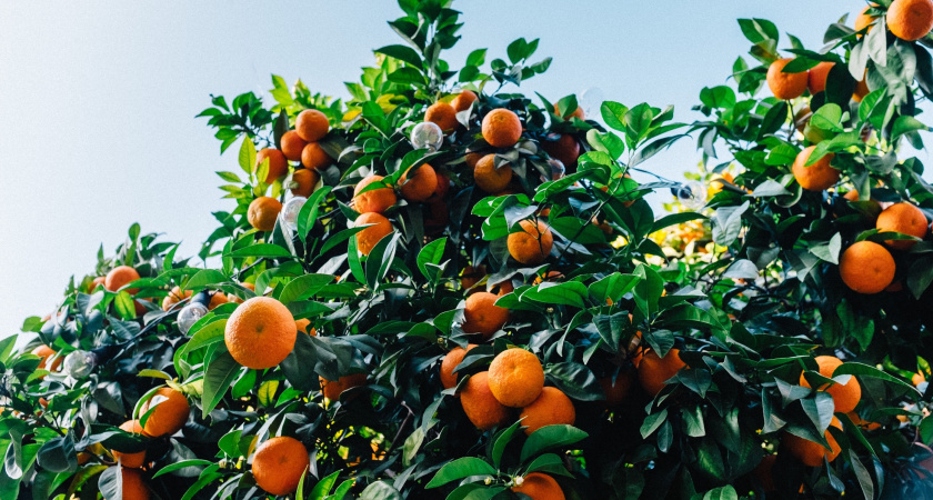 "Уж лучше они сгниют на ветке": владелец сада в Абхазии рассказал, почему хорошие мандарины не доезжают в Россию