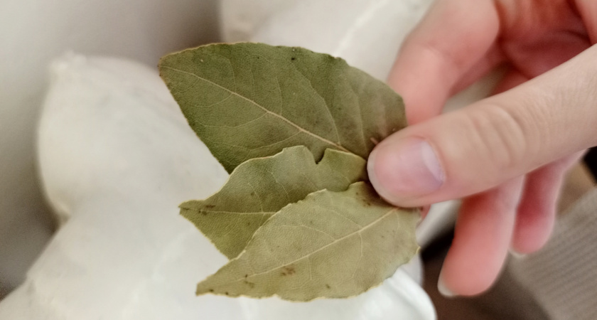 Зачем я зимой раскладываю лавровый лист по батареям: подруги крутили у виска, а теперь сами так делают - вот в чем польза