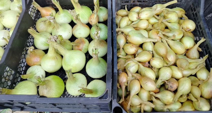 Какой лук нужно есть для здоровья: сырой, жареный или вареный? Выбор напрямую влияет на сердце и сосуды