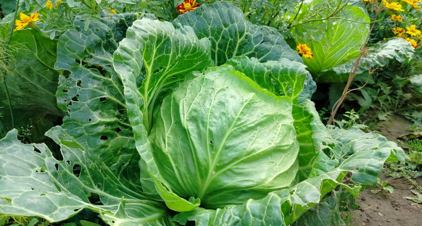 С капустой на голубцы не мучаюсь и в кипятке не варю: листья сами от кочана отлетают — делюсь хитростью 