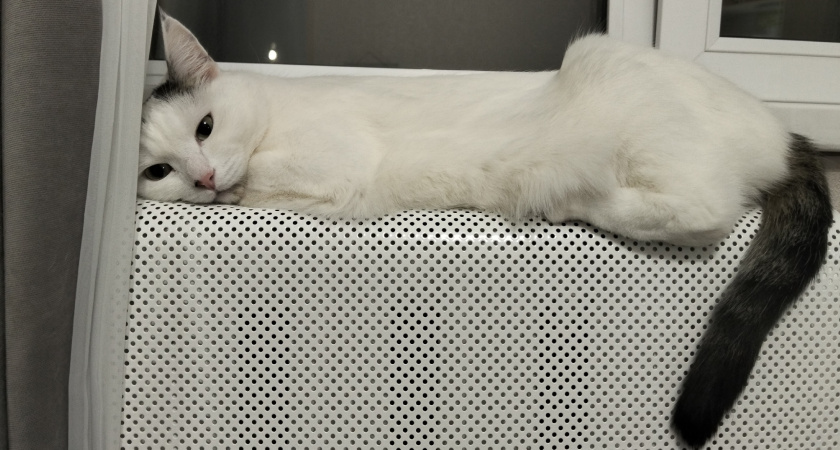 Кладу эту вещь возле батареи — дома жара в -40: проверенный лайфхак от экономных канадцев