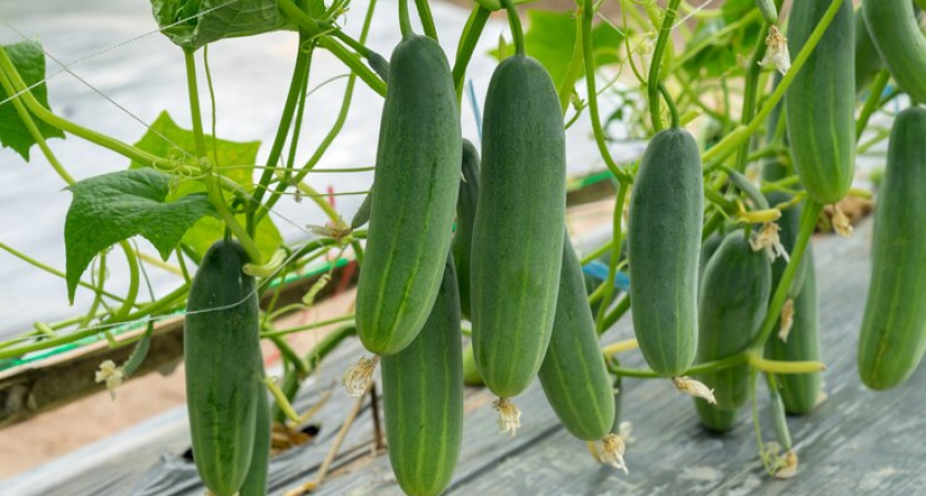 Отхватила 7 пачек семян огурцов, которые после Нового года будет не найти: хиты 2026 - урожай буду собирать уже в мае