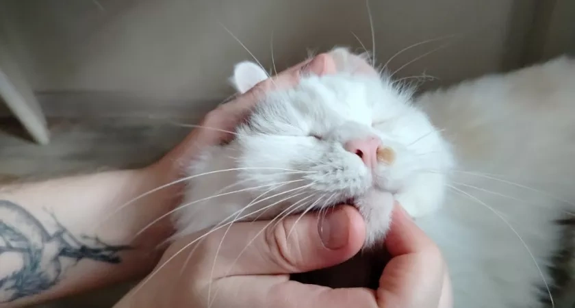 Кормите кошку влажным кормом? Вот популярные ошибки, из-за которых питомцы попадают к ветеринару