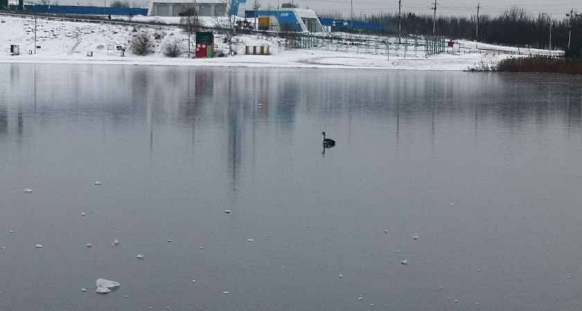 Как спасти птицу, которая не улетела: история тамбовской чомги и советы орнитологов