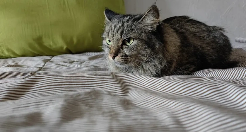 Почему кошка кусает руку, когда ее гладишь? Вот что она на самом деле хочет сказать