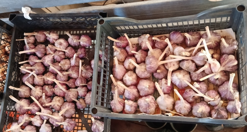 1 зубчик или 5: сколько чеснока можно есть в день - и когда польза превращается в проблему для сердца