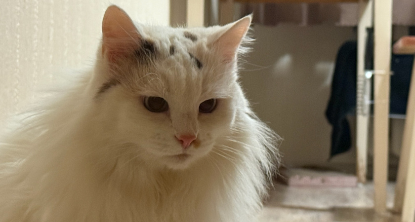 Почему нельзя смотреть кошке в глаза: вот что на самом деле чувствует питомец