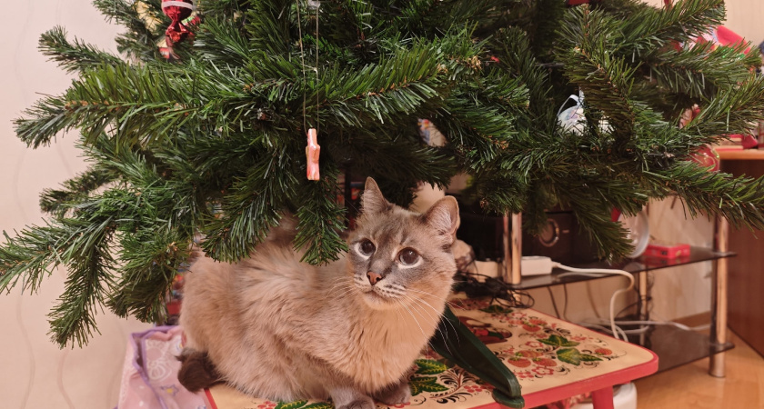 В конце декабря всегда делаю такое дома — и новый год начинается для всех домашних по-другому: японский метод