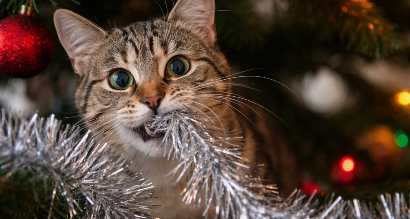 Кошка съела мишуру с елки? Без паники и резких движений, только не тяните: вот что нужно сделать в первые 5 минут