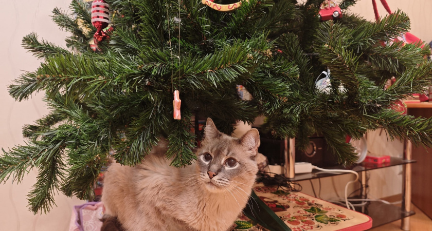 Огурец на елке, полено с сюрпризом и красное белье: самые странные рождественские традиции мира 