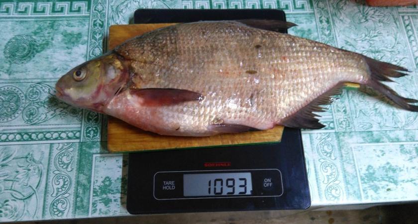 Любая рыба чистится легко - без ножа и кипятка: и кухня всегда остается чистой - метод испанских рыбаков работает