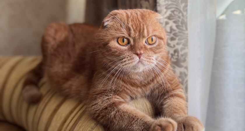 Сколько лет могут прожить кошки в домашних условиях? Нужно знать каждому хозяину хвостатого