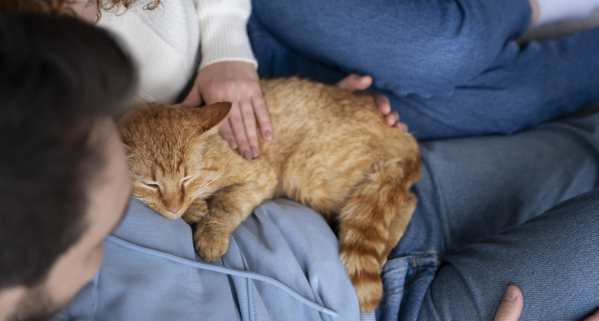 Почему кошки спят с человеком: 3 основные причины и важные моменты, о которых полезно помнить каждому хозяину