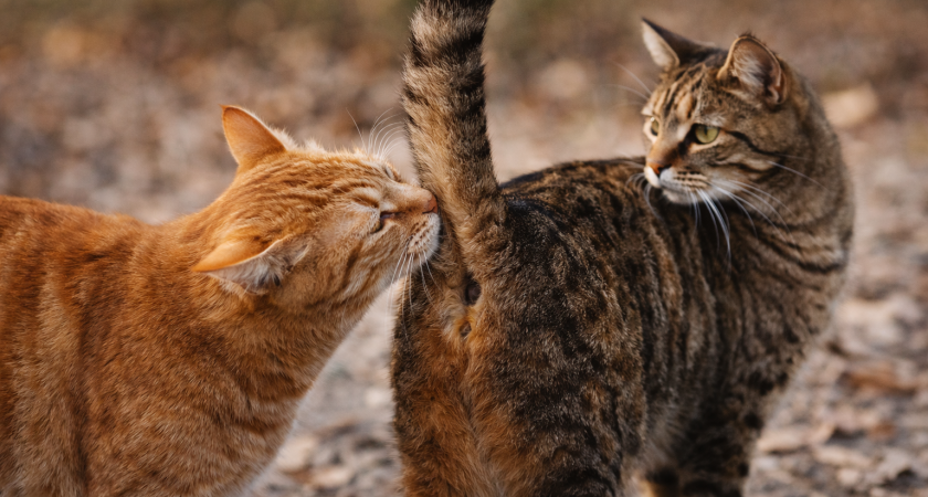Почему кошки нюхают друг друга под хвостом? Вот какую информацию они получают за один вдох
