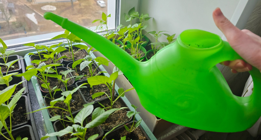 Запасаюсь перекисью водорода и янтарной кислотой: всхожесть семян - 100%, рассада здоровая и растет как на дрожжах