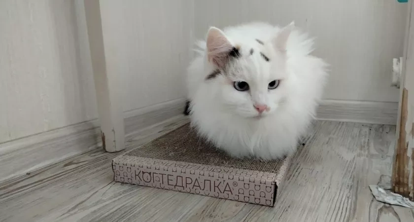 Как ведут себя кошки незадолго до смерти? Есть несколько признаков - обратите на них внимание