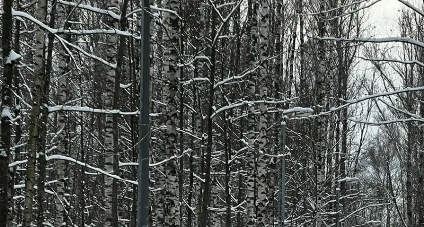 В Ласках активно готовятся к запуску горнолыжной трассы