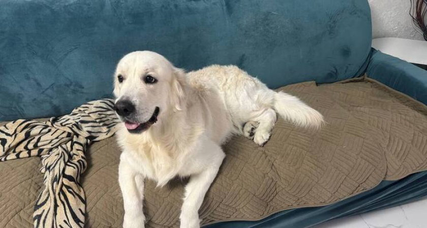 Новогоднее торжество в Тамбове омрачилось происшествиями для хозяев питомцев