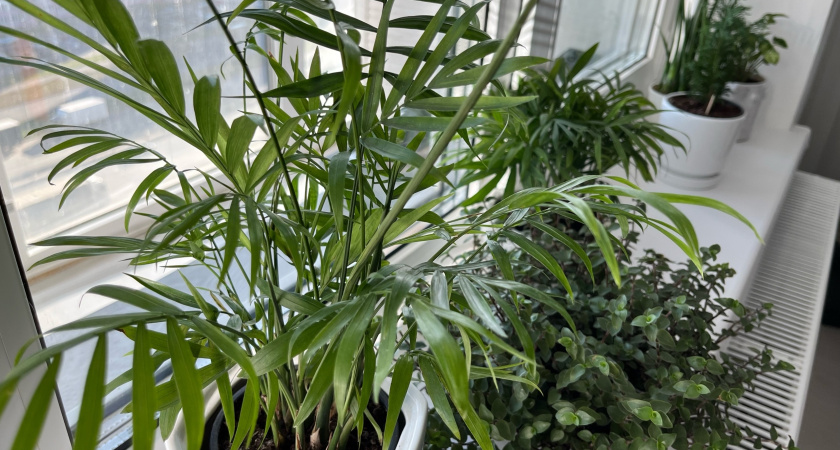 Бросила одну палочку в горшок, и о паразитах на цветах забыла: заодно и мушки пропали — спасение нашлось на кухне 