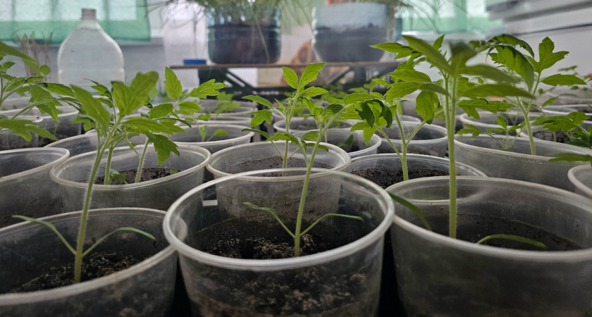 Когда сеять томаты на рассаду? Правильный ответ только один: лучше поздно, чем загубить