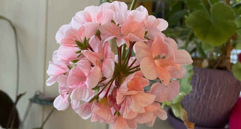 Герань цветет без остановки, пышно и ярко — с улицы видно: в январе даю ей подкормку из двух компонентов