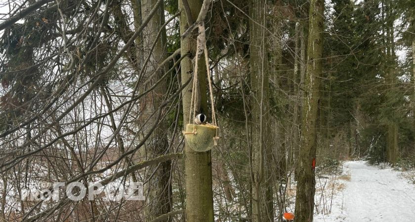 Котовские экологи обращаются к жителям города с просьбой оказать поддержку птицам зимой