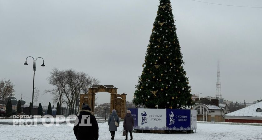 Три новогодние тамбовские ели примут участие во всероссийском соревновании