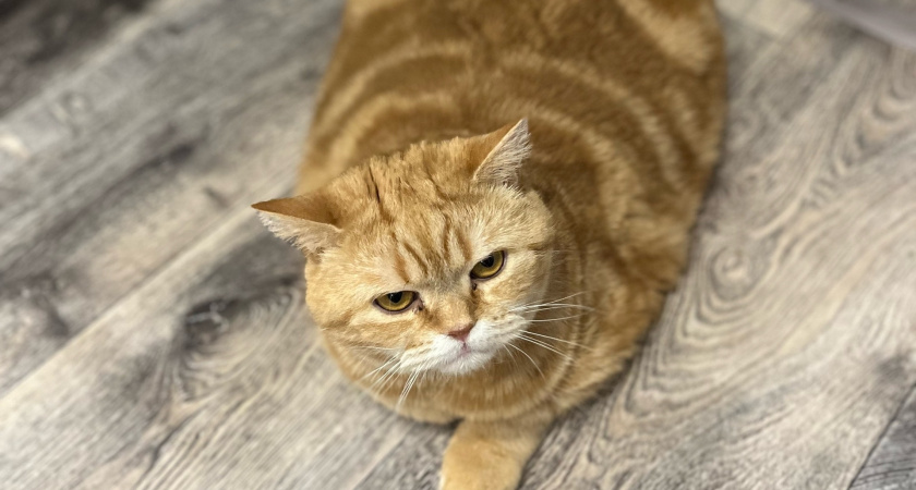 Почему кошки так быстро засыпают — и что это говорит о здоровье: когда это норма, а когда повод насторожиться