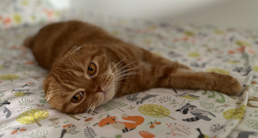 Есть одно место, куда можно целовать кошку - она будет не против. На заметку каждому хозяину