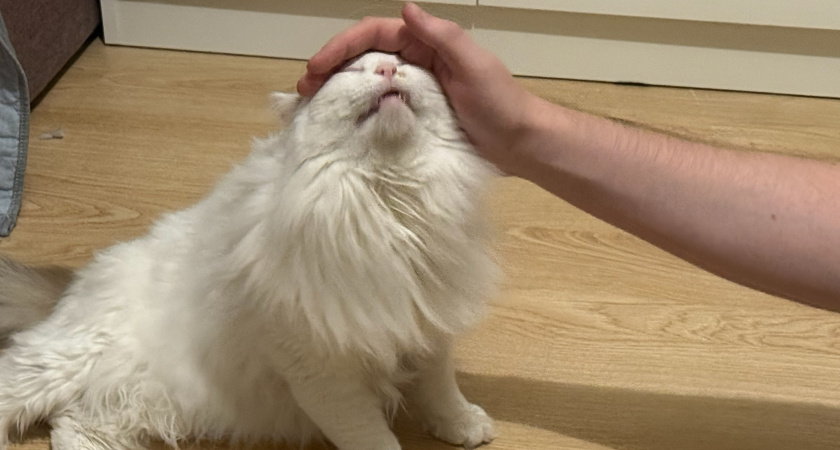 5 признаков, что ваша кошка считает вас своим питомцем: №3 раздражает всех, но именно он говорит правду