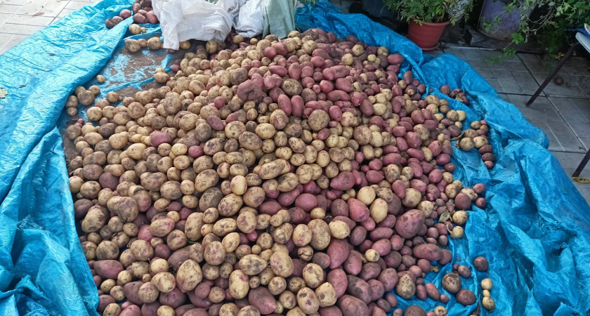 Картофель станет монстром урожайности: метод Балабанова дает до 100 клубней с куста