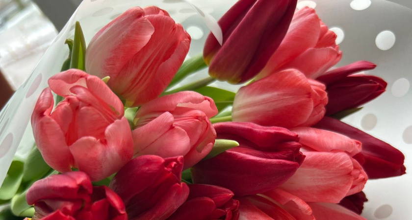 В Тамбовской области к весне вырастили почти 700 тысяч тюльпанов