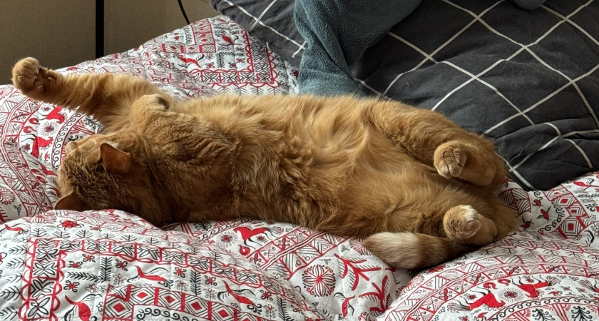 Почему кошка любит спать в ногах у человека: причина совсем не в тепле