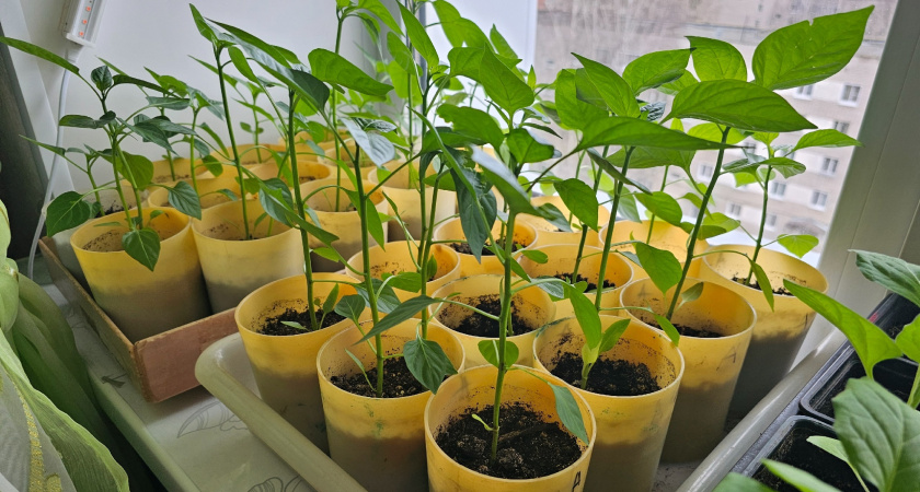 Проращиваю семена перца уже в январе прямо в губке: получается самая крепкая рассада - проверено на личном опыте