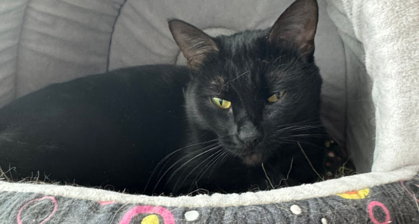 Помнят ли кошки своих мам? Ответ вас удивит — всё не так трогательно, как кажется