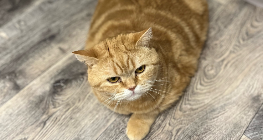 Могут ли кошки плакать на самом деле и почему ветеринары советуют не умиляться: запомните эту истину