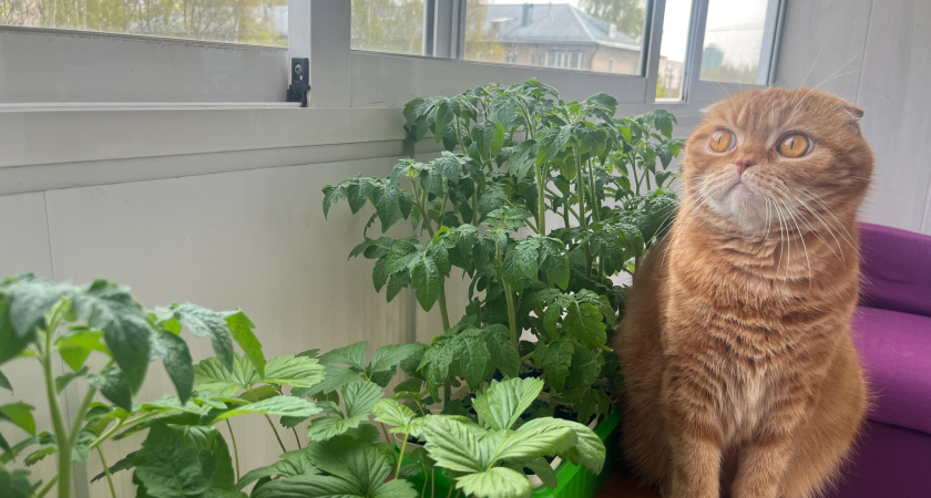 Когда сеять томаты на рассаду, чтобы взошли мощные и крепкие: лунный календарь садовода на 2026