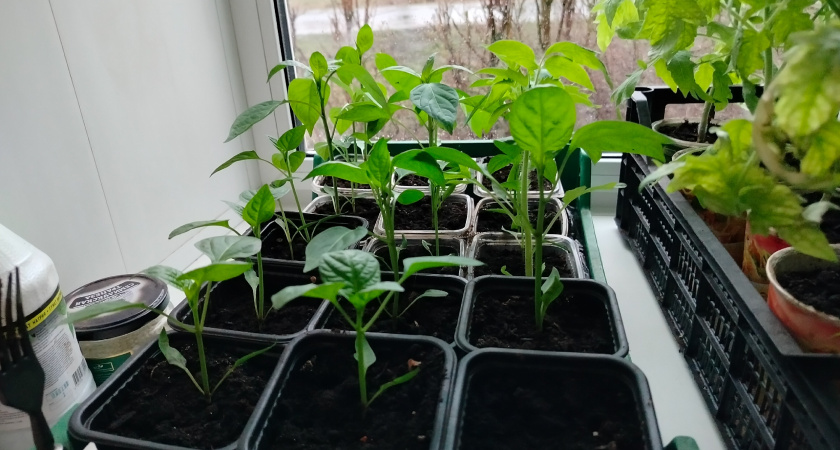 Добавляю 2 листика в каждый горшок с рассадой: не вытягивается, растет крепче дуба и здоровая 