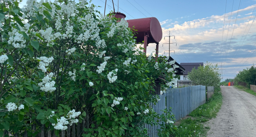 Сирень больше не в почете: другой кустарник радует цветением с лета до зимы - словно накрывает сад пушистым облаком