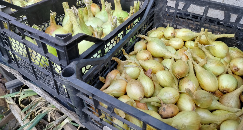 Как нарезать лук и не разреветься: 7 простых секретов от "луковых слез" - знают только опытные хозяйки