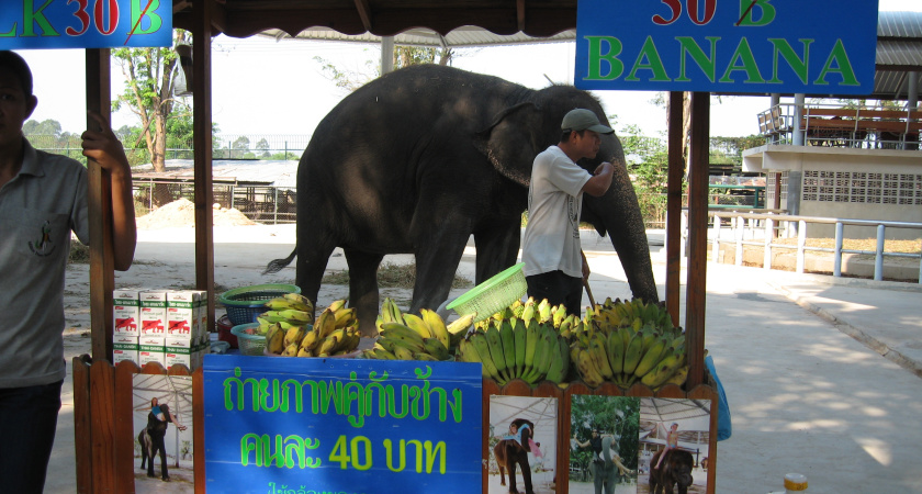 Почему самого слона есть можно, а хобот категорически нельзя? И что говорят те, кто все же попробовал