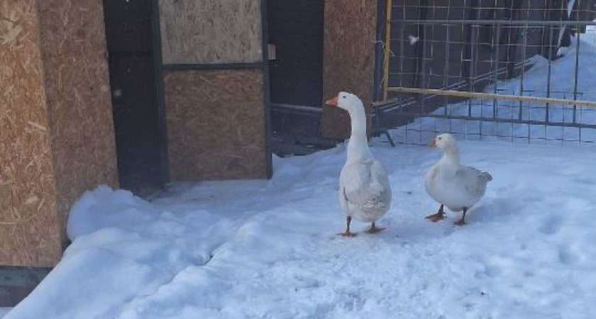 Знаменитая гусиная пара из Тамбова решила завести потомство