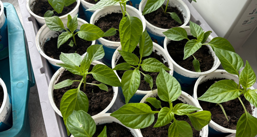 Этот трюк с фольгой поможет вырастить рассаду без удобрений и фитоламп - будет крепкой и не вытянется